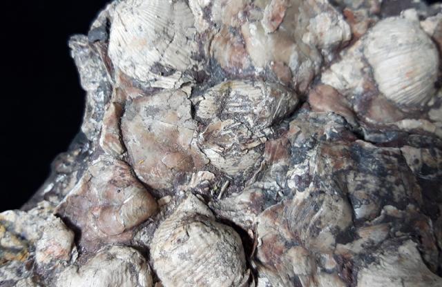 Composita ambigua (SOWERBY 1822) & Eomarginifera lobata (SOWERBY 1821) - Bild © FossNet FossilienStore